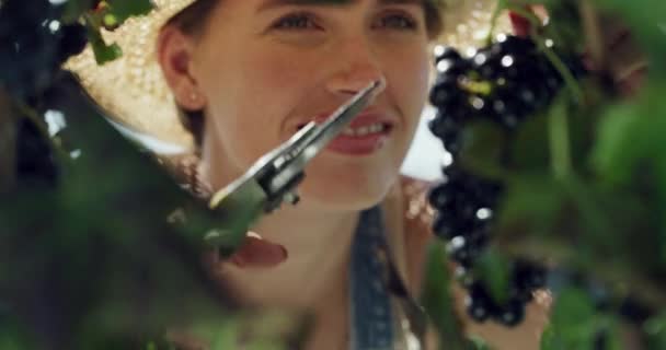 Video Footage Young Female Farmer Checking Her Produce While Harvesting — Stockvideo