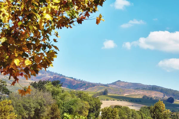 Autumn leaves and vibrant trees on the mountainside in South Africa, Western Cape. Landscape view of natural terrain with cloudy blue sky and indigenous flora. Agriculture with a vineyard background.