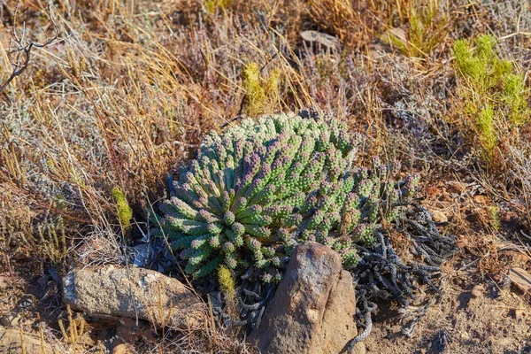 Closeup Succulents Wild Dry Grass Growing Mountainside Indigineous South African — Foto Stock