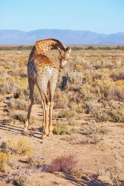 Wild Giraffe Standing Alone Dry Landscape Wildlife Reserve Hot Savanna — Fotografia de Stock