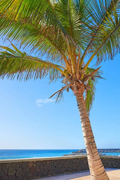 Tall Palm Tree Patio Veranda Overlooking Ocean Popular Tourist Resort — ストック写真