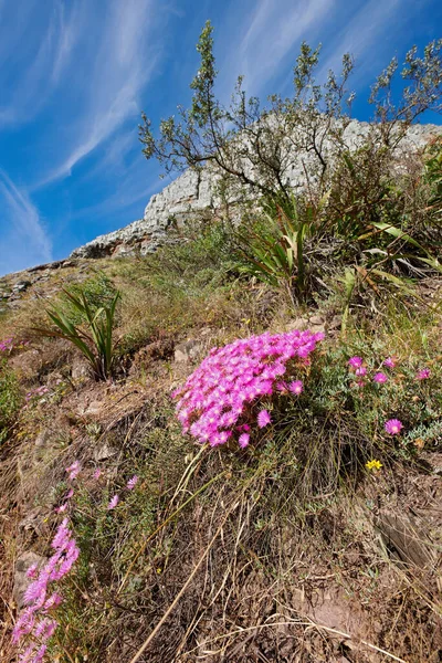 Colorful Pink Flowers Growing Dry Land Blue Sky Background Fynbos — Fotografia de Stock