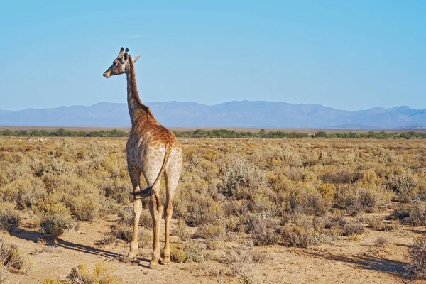 Giraffe Savannah South Africa Back Sunny Day Blue Sky Copyspace — Stok fotoğraf