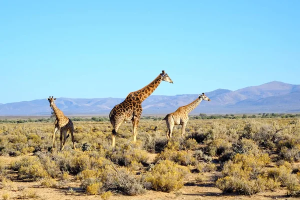 Girafas Altas Savana África Sul Conservação Vida Selvagem Importante Para — Fotografia de Stock