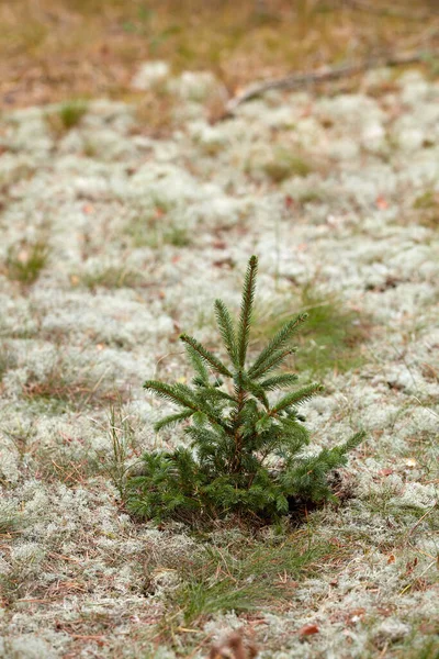 Çam Ağacı Büyümesi Kuru Sonbahar Çimlerinde Filizlenmeye Filizlenmeye Başlar Köknar — Stok fotoğraf