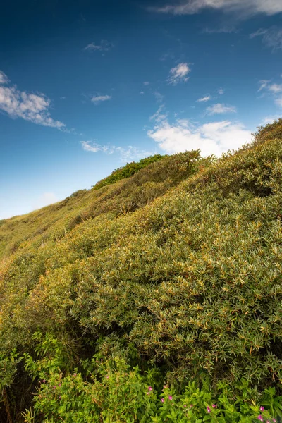 Zöld Műveletlen Erdő Csendes Békés Vidéken Füves Dombok Mezők Természetes — Stock Fotó