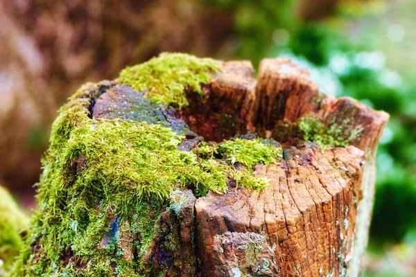 Closeup Old Mossy Oak Trunk Secluded Forest Chopped Tree Stump — ストック写真