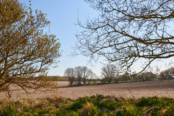 Landschaft Eines Nachhaltigen Bauernhofes Oder Einer Wiese Mit Hohen Bäumen — Stockfoto
