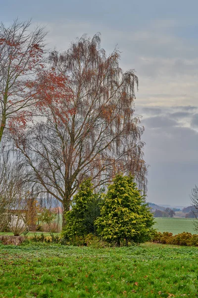 Leaves Start Falling Trees Autumn Begins English Countryside Grey Gloomy — Foto de Stock