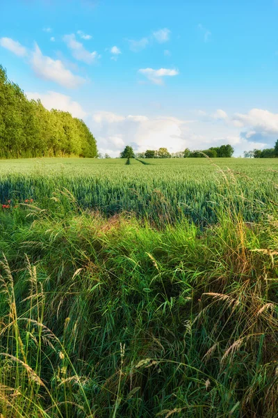 Збільшення Кукурудзяного Поля Вирощує Кукурудзу Сільській Місцевості Влітку Порожнє Віддалене — стокове фото