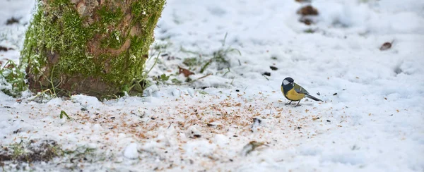 Supporting Feeding Bird Life Winter Season Part Nature Conservation Protection — Stok fotoğraf