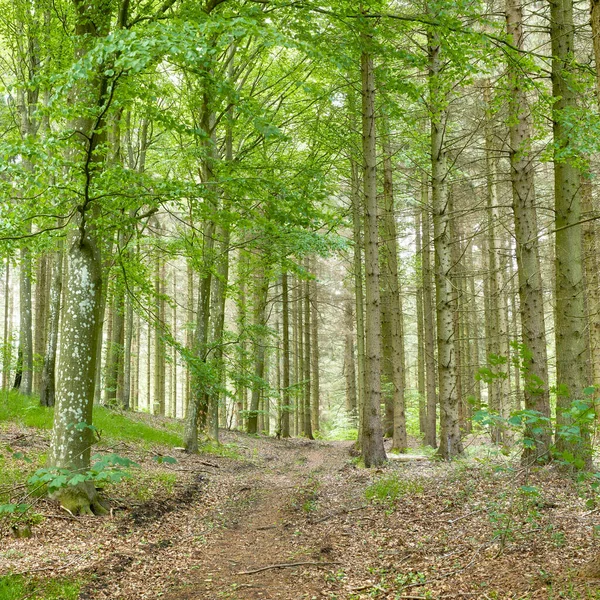 Wild Birch Trees Growing Forest Green Plants Shrubs Scenic Landscape — Stockfoto