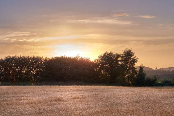 Golden Sunset Sustainable Crops Wheat Open Agricultural Field Harvest Season — Photo