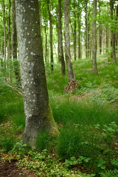 Environmental Nature Conservation Reserve Birch Tree Forest Remote Woods Landscape — Stockfoto