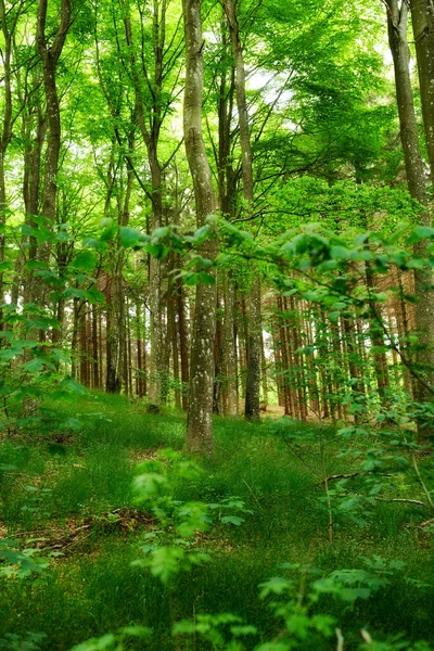 Bouleaux Sauvages Poussant Dans Une Forêt Avec Des Plantes Vertes — Photo