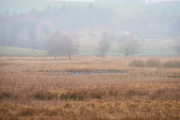 Landscape View Autumn Swamps Mystical Marshland Mist Fog Morning Drying — 스톡 사진