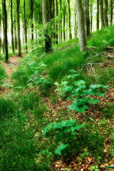 Spring Nature Growth Green Forest Low Angle Landscape Trees Remote — Stockfoto