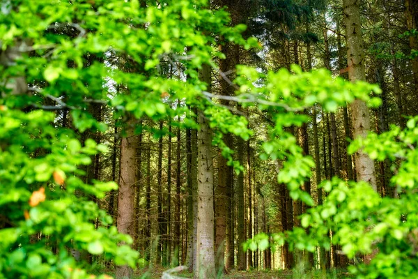 Wild Trees Growing Forest Green Plants Bushes Scenic Landscape Tall — Stockfoto