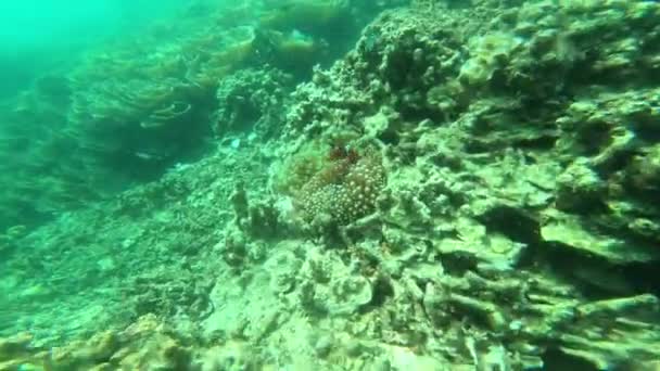 Video Footage Clown Fish Amongst Anemone Ocean — Wideo stockowe