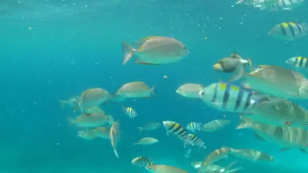 Видеозаписей Плавающих Водой Рыб Индийском Океане — стоковое видео