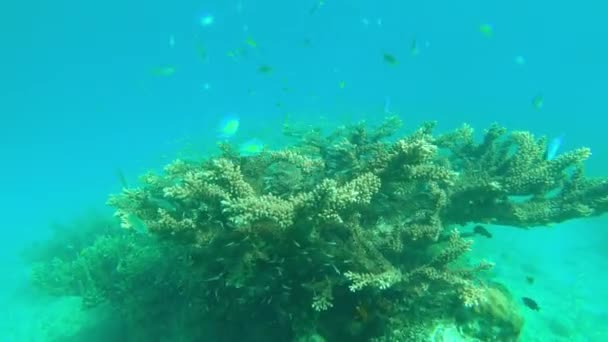 Imagens Vídeo Vida Marinha Subaquática Durante Umas Férias Raja Ampat — Vídeo de Stock