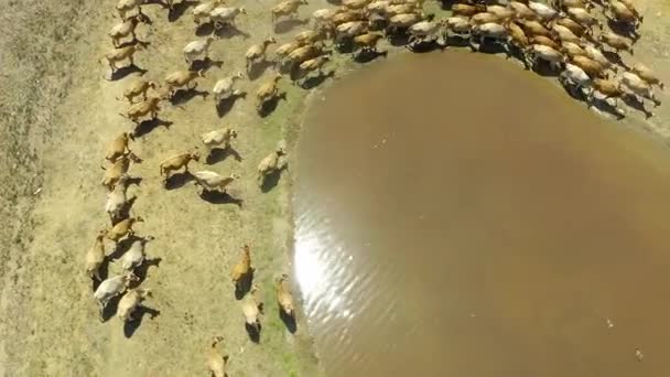 Drone Footage Herd Cows Surrounding Watering Hole Farm — Stock Video
