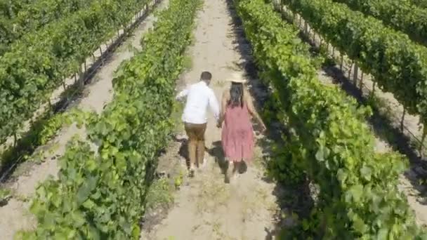 Video Footage Unrecognizable Couple Walking Hand Hand Vineyards South Africa — Stockvideo