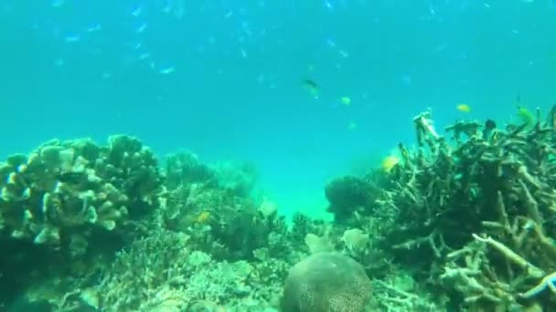 Video Footage Underwater Marine Life Vacation Raja Ampat Indonesia — 비디오