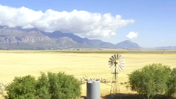 Drone Footage Windmill Trees Herd Sheep Amongst Dried Corn Fields — Stock videók