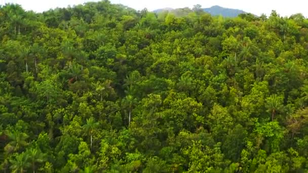 Video Beelden Van Het Prachtige Boomleven Raja Ampat Eilanden Indonesië — Stockvideo