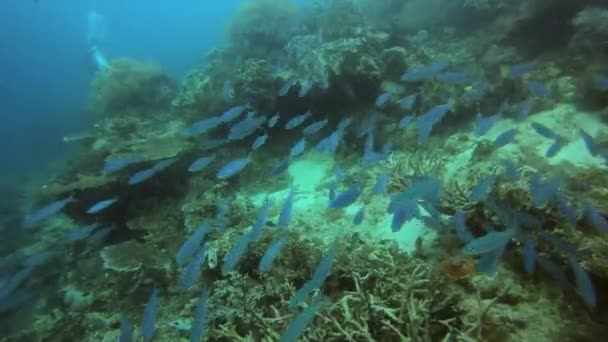 Video Footage School Yellow Band Fusilier Fish Swimming Coral Reefs — 비디오