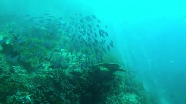 Видеозаписей Школой Рыб Фузилёров Жёлтой Лентой Плавающих Глубоко Океанах Раджа — стоковое видео