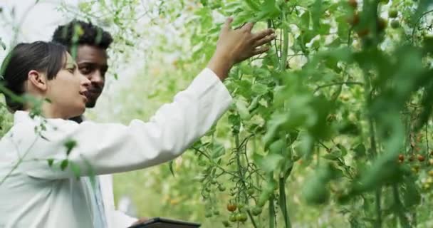 Video Footage Two Young Plant Scientists Analyzing Plants Greenhouse — Stockvideo