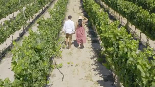 Video Footage Unrecognizable Couple Walking Hand Hand Vineyards South Africa — Stockvideo