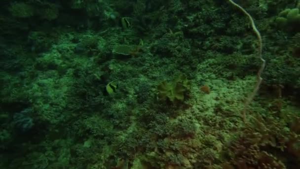 Video Footage Two Moorish Idol Fishes Swimming Oceans Raja Ampat — Wideo stockowe