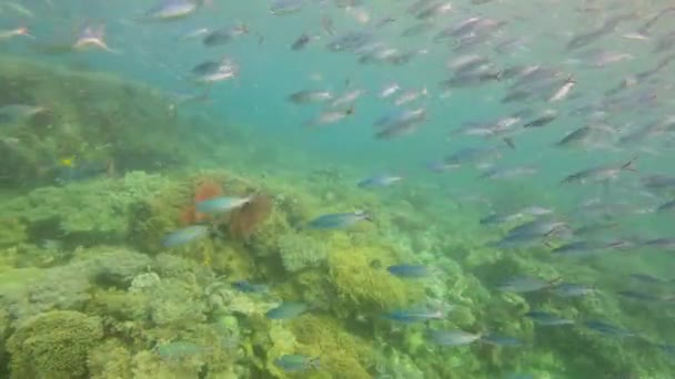 Videobeelden Van Een School Van Schaarstaartfusievere Vissen Die Zwemmen Oceanen — Stockvideo