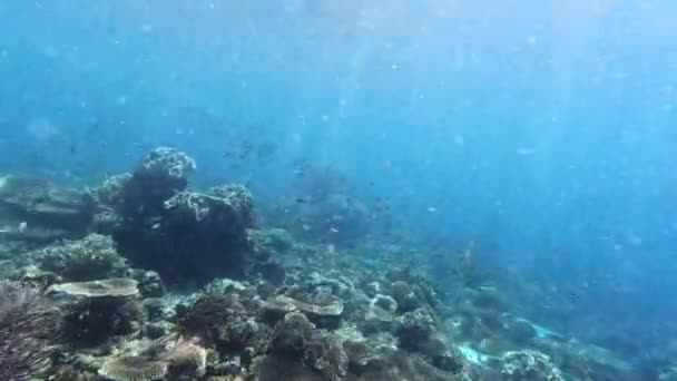 Video Footage Young Woman Scuba Diving Ocean — 图库视频影像