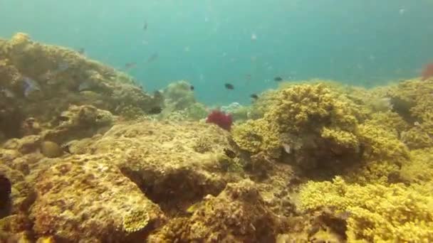 Videoaufnahmen Von Fischen Beim Schwimmen Den Wunderschönen Korallenriffen Von Raja — Stockvideo