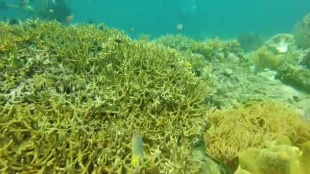 Filmagem Vídeo Dois Mergulhadores Nadando Nos Oceanos Raja Ampat Indonésia — Vídeo de Stock