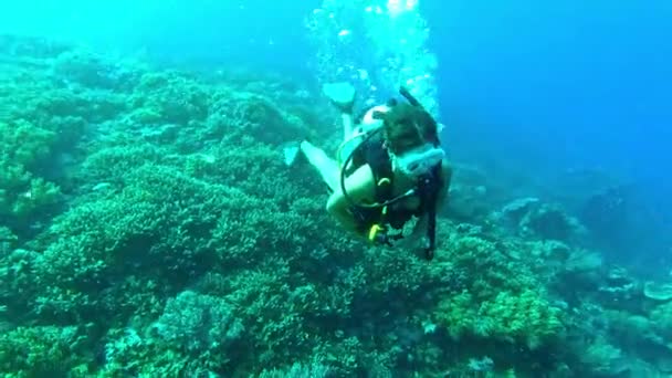 Imágenes Video Una Joven Buceando Océano — Vídeo de stock