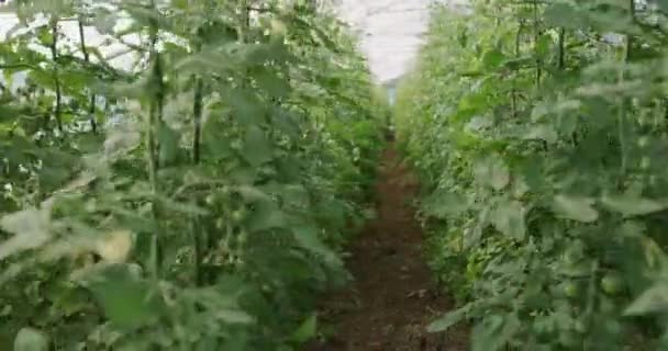 Imágenes Video Plantas Cultivos Sanos Deliciosos Dentro Invernadero Una Granja — Vídeos de Stock
