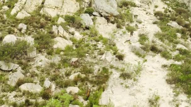 Drone Footage Monkeys Climbing Mountain — Αρχείο Βίντεο