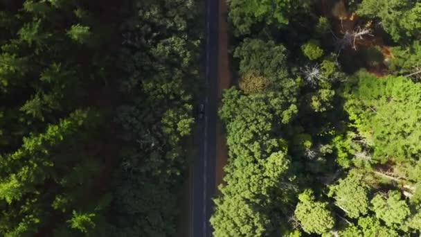 Rekaman Video Mengemudi Mobil Sepanjang Jalan Yang Dikelilingi Oleh Dedaunan — Stok Video