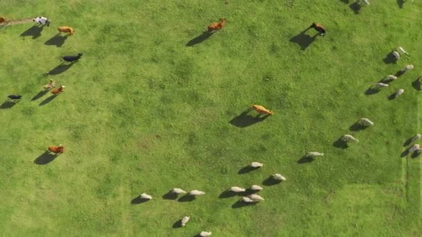 Drone Herd Sheep Cows Field — Vídeo de Stock