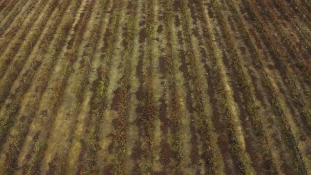 Drone Footage Rows Plants Farm — Vídeos de Stock