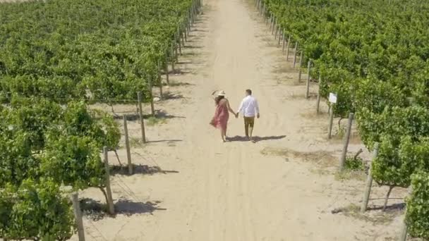 Video Footage Unrecognizable Couple Walking Hand Hand Vineyards South Africa — 图库视频影像