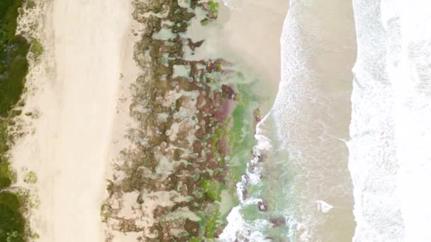 Video Footage Ocean Washing Algae Covered Rocks Beach Day — Stok Video