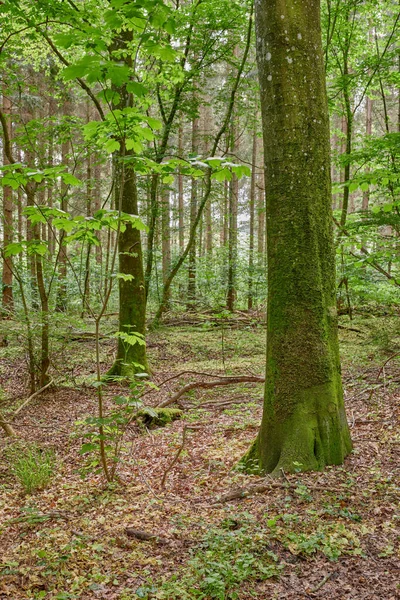 Uncultivated Lush Forest Trees Spring Magical Secluded Woods Growing Blooming — Stock fotografie