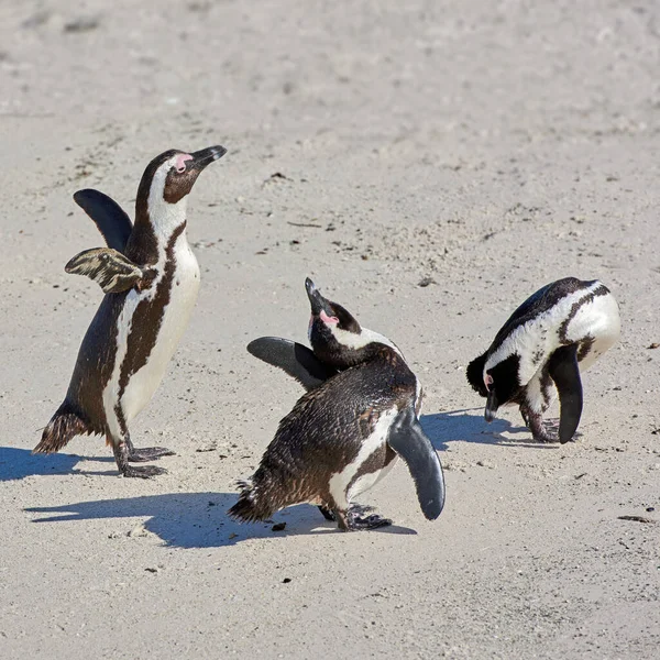 Pingvinek Boulders Beachen Dél Afrikában Madarak Játszanak Sétálnak Homokon Egy — Stock Fotó