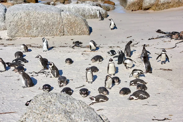 Group Penguins Sunbathing Boulders Flightless Birds Natural Habitat Colony Endangered — Stockfoto